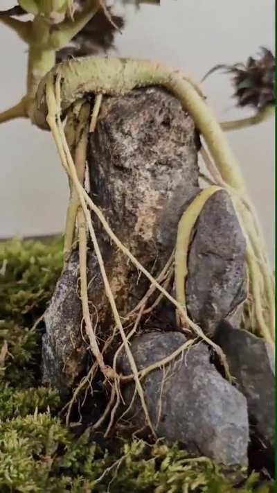 Micro TreeHouse
