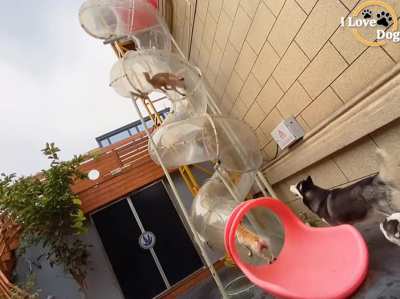 Doggo slide
