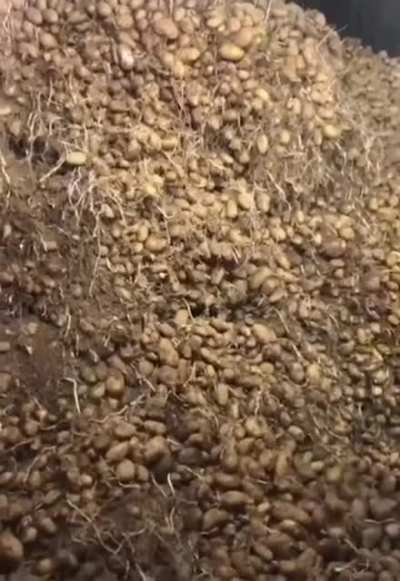 Картофельный карьер