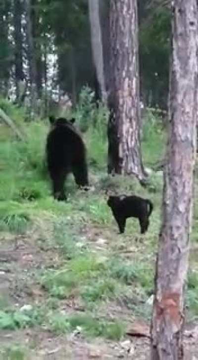 Vasya doesn&rsquo;t know fear
