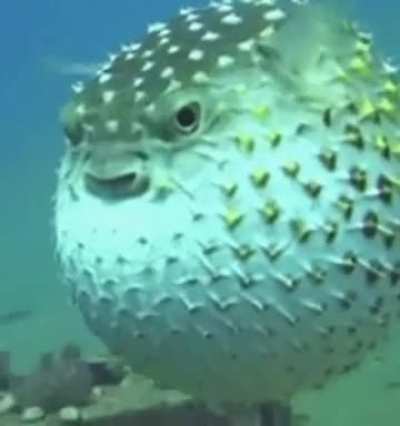 Mr. Fish 🐡🐡🐡🐡🐡