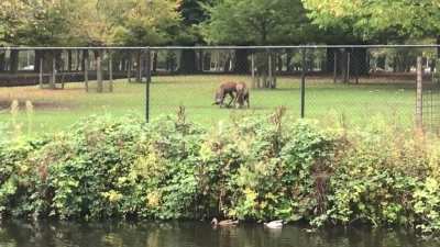 Oh deer...