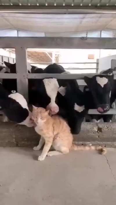 Everyone Loves Cats