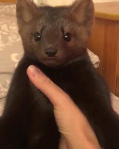 Dramatic Sable