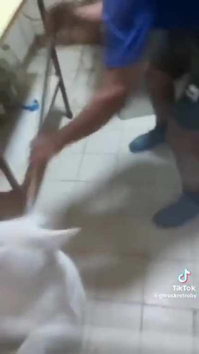Los gatos antes devoraban ratas mas grandes que mi cabeza y serpientes mas grande que mi polla(&eth;)  y ahora son mas putos que carola. &eth;&curren;&pound;
