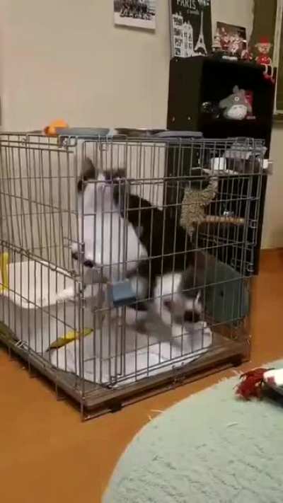 Cat Engine