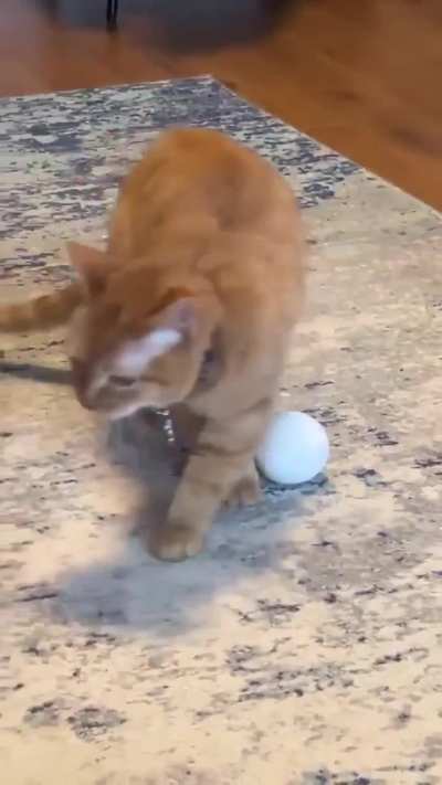 SILENCE EVERYONE!! This Wise Cat Has Something To Say!!