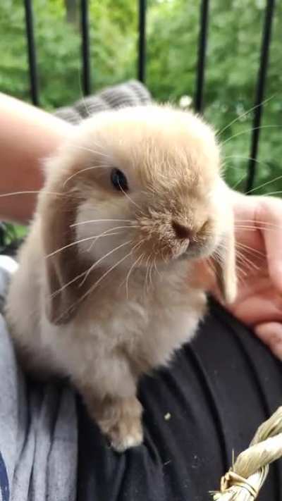 Some slow-mo nose action from Hershey!!