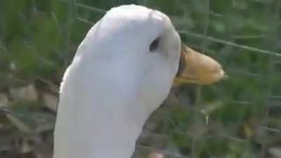 P A T O