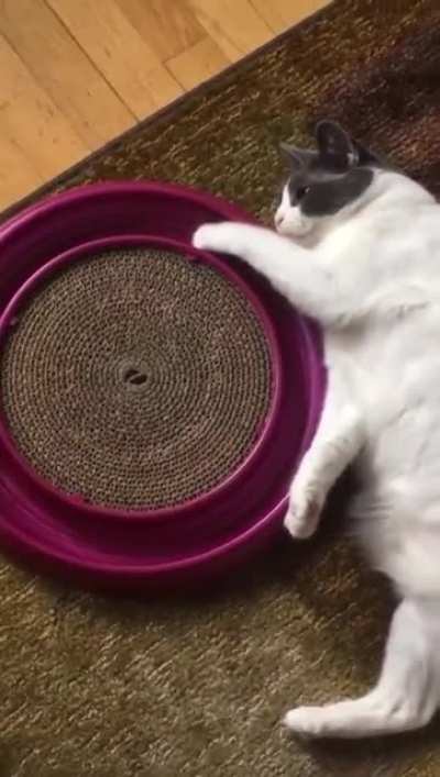 Sad cat playing