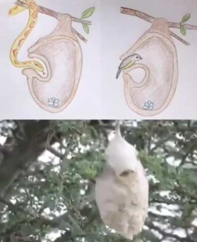 The weaver bird that builds a second (false) door to its nest to protect its eggs from snakes.