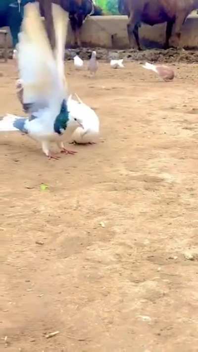 "THAT LOOKS LIKE IT'S GONNA HURT!"