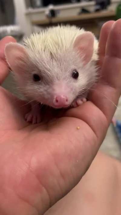 Lick-wink-lick-sniff-sniff