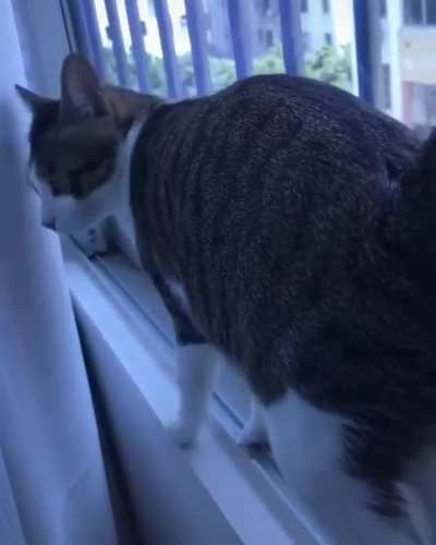 A perfectly catculated pivot