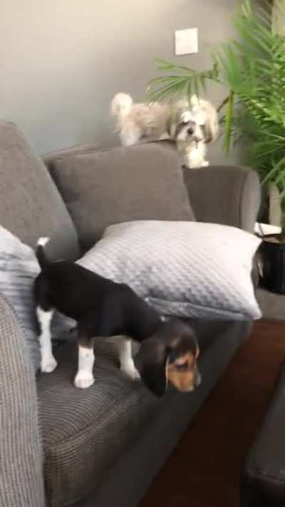 Our beagle puppy derping her way into the world