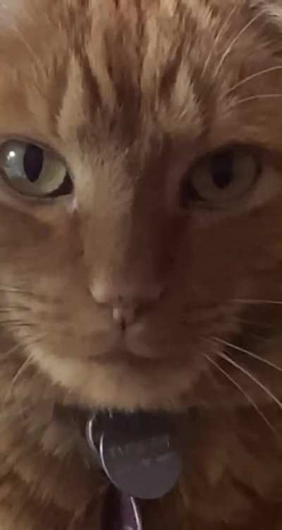 POV: Tatertot &lsquo;mires you
