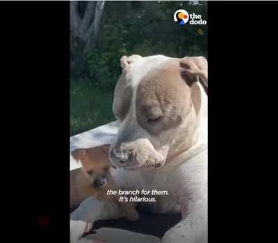 Best Foster Daddy Ever
