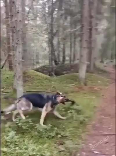 Animal fun part 2