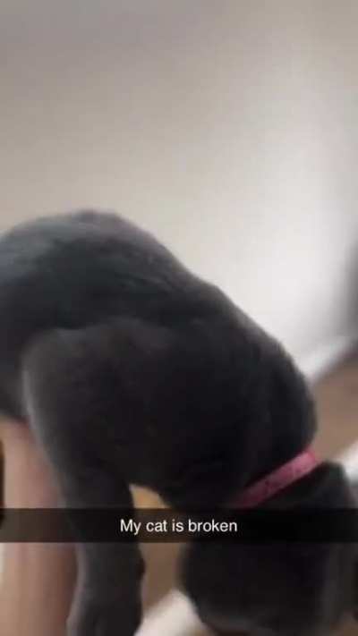 Cat cannot release it's own tail.