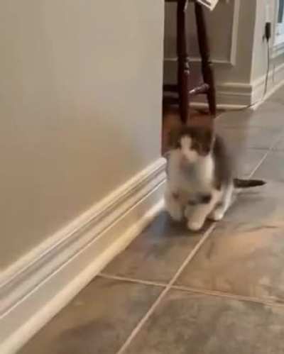 he forgot he is a cat