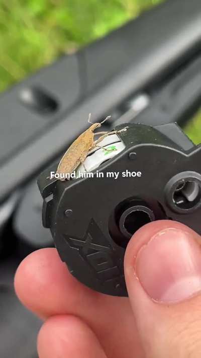 My First Weevil