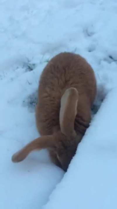 Snowbunny