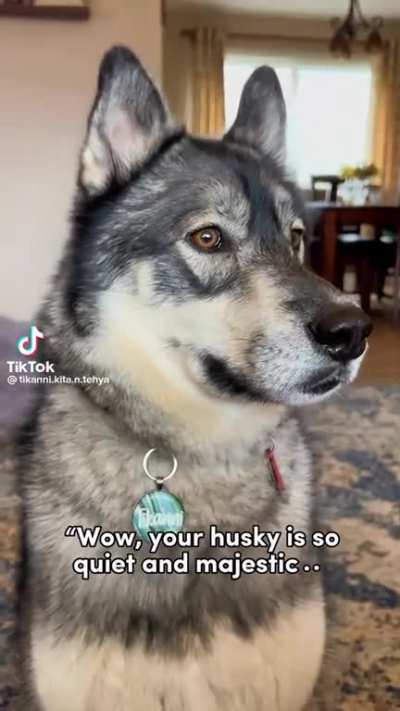 Huskaly cut scream