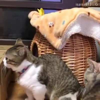try touch tha cat