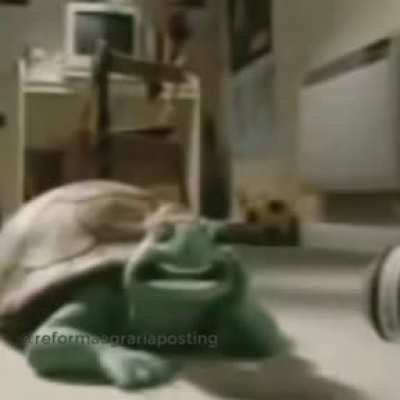 Tortuga culia xdd
