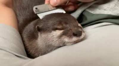 Fine, I&rsquo;ll post more otters