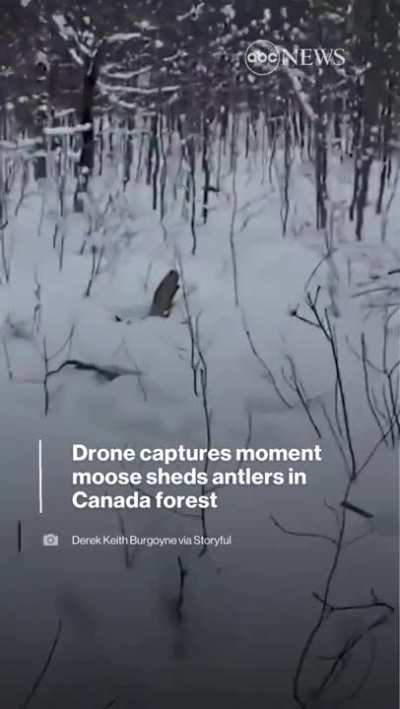 Moose shedding its antlers.