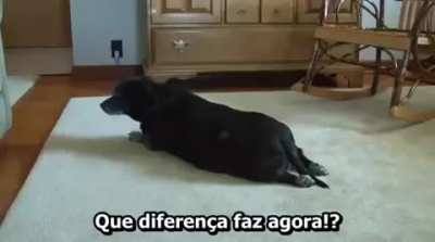 Faz sentido! Acho que todo cachorro &eacute; esquerdista! 😂😂😂😂😂
