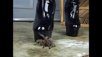 Karyna stomp again