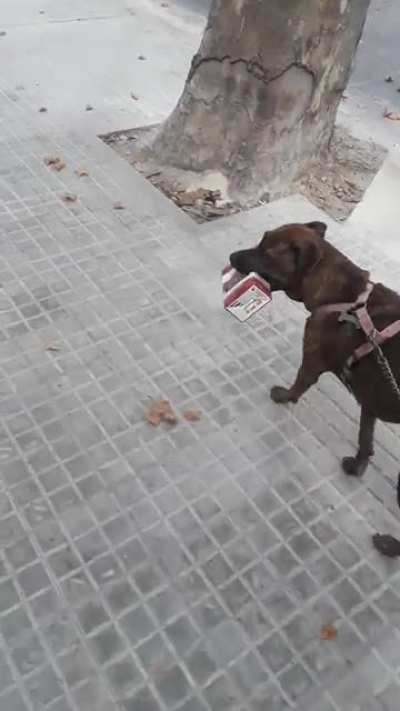 Perra montevideana feliz con su Fais&aacute;n rosado moscatel, caminando por 8 de octubre.