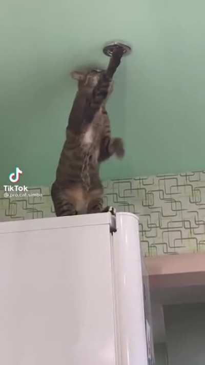 Don&rsquo;t worry he has eight more lives