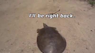 That turtle ripped me off