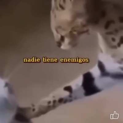 No enemies 👍