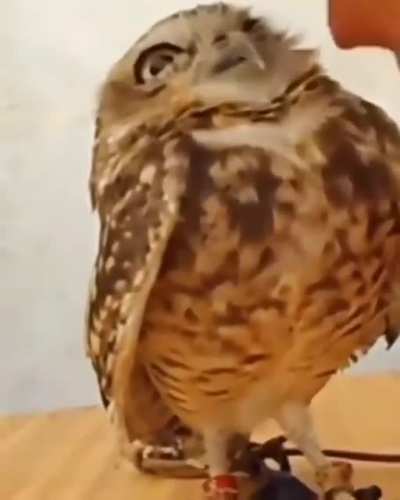 Owl owl owlet