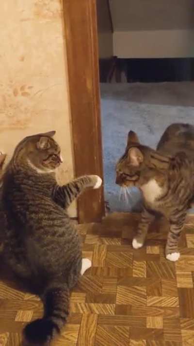 Slow slaps 🤣