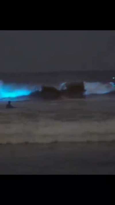 🔥 Bioluminescent algae. Glow In The Dark Plankton
