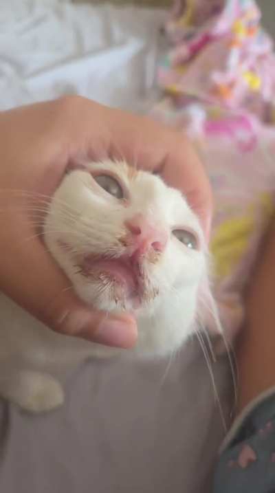 O que &eacute; isso no nariz da gata?