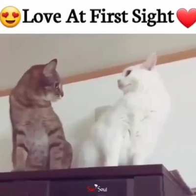 ❤@D1stSight