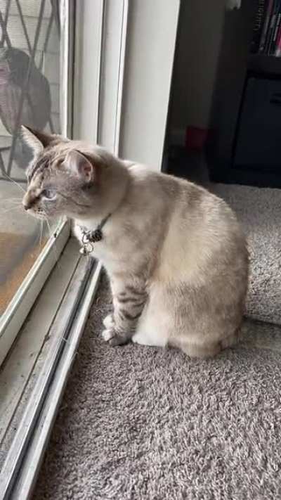 Perfect little squeaaaak for her bird friends