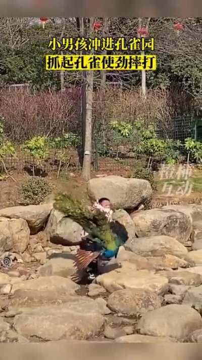 Kid at a peacock park in China being a complete jerk