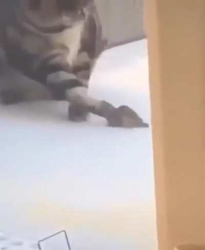Changes cat