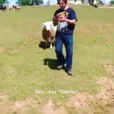 THE SHEEP