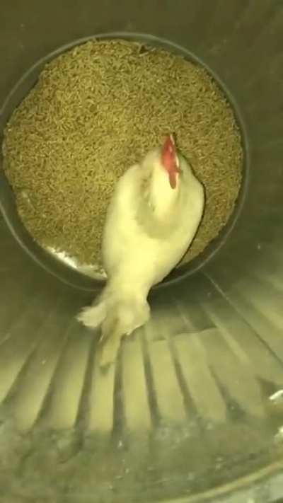 DIY pest control