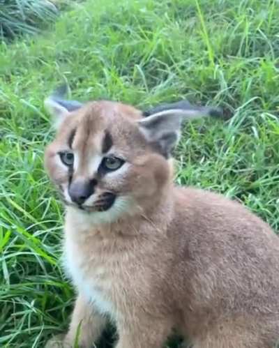 Puuuurfect