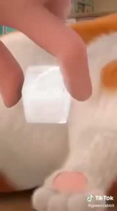 This Tiktok.