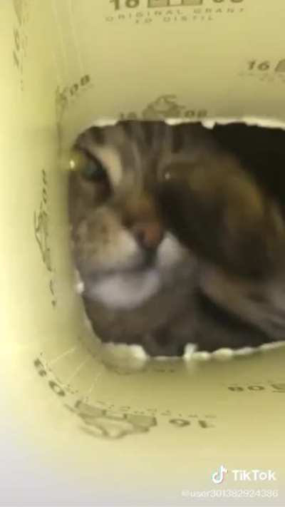 Cute teefies
